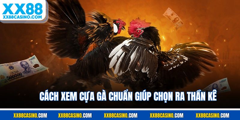 Cách xem cựa gà chuẩn giúp chọn ra thần kê